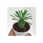 cantropikal Euphorbia Japonica, Sukulent