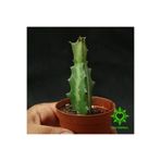 cantropikal Euphorbia Lactea - Kaktüs
