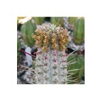 cantropikal Euphorbia Mammillaris Variegata Sukulent Nadir Kaktüs