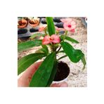 cantropikal Euphorbia Milii, Dikenler Tacı, Ebruli. Sukulent 5,5 Saksıda