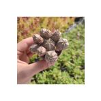 cantropikal Euphorbia Pseudoglobosa, Yavru Veren Sukulent Kaktüs