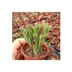 cantropikal Euphorbia Submammillaris, Minyatür Çok Dallı Sukulent Kaktüs
