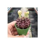 cantropikal Gymnocalycium Koyu Bordo BeyazPembe Çiçek Açan Kaktüs Sukulent