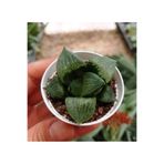 cantropikal Haworthia Bayeri - Ay Gölgesi -Yarı Saydam Yapraklı Çok Nadir Tür-5,5 cm. Saksıda