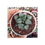 cantropikal Haworthia Bayeri - Ay Gölgesi -Yarı Saydam Yapraklı Çok Nadir Tür-8,5 cm. Saksıda