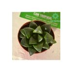 cantropikal Haworthia Bayeri Retusa Yarı Saydam Yapraklar - Sukulent