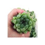 cantropikal Haworthia Bolusii, Ofis Banyo Bitkisi Nadir Sukulent