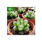cantropikal Haworthia Cooperi Var. Obtusa Küçük Boy Sukulent