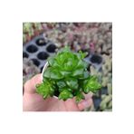 cantropikal Haworthia Cooperi Yavrulu Koleksiyonluk Saydam Sukulent Kaktüs