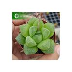 cantropikal Haworthia Cymbiformis Star - Ev - Ofis Bitkisi Sukulent
