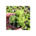 cantropikal Haworthia Cymbiformis Var. Ofis Banyo Bitkisi Sukulent Kaktüs