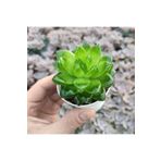 cantropikal Haworthia Cymbiformis Var. Şeffaf Sukulent