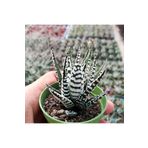 cantropikal Haworthia Fasciata Alba, Kalın Beyaz Çizgili Zebra Sukulent