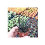 cantropikal Haworthia Fasciata Star Aydınlık Gölgeyi Seven Sukulent