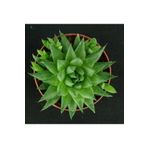 cantropikal Haworthia Harryi - Banyo Mutfak Ofis Bitkisi Sukulent Kaktüs
