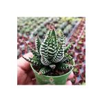 cantropikal Haworthia Reinwardtii Zebrina, Mutfak Ev Ofis Bittkisi Sukulent
