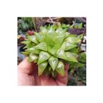 cantropikal Haworthia Retusa Geraldi Xl Nadir Kaktüs Sukulent Hediye
