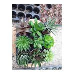 cantropikal Haworthia Seti - 9 Adet Farklı Aydınlık Gölgeyi Sever - Sukulent