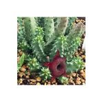 cantropikal Huernia Angolensis - Çiçek Açan Sukulent - Leş Kaktüs
