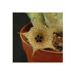 cantropikal Huernia Boleana Benekli Çiçek Asclepiadaceae Leş Kaktüs