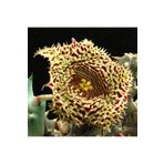 cantropikal Huernia Hystrix - Leş Kaktüs. Sukulent