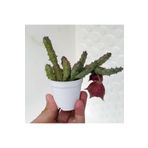 cantropikal Huernia Keniensis Koyu Kırmızı Çiçek Açan Leş Kaktüs