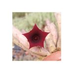 cantropikal Huernia Schneideriana - Mini, Kırmızı Çiçek Açan - Leş Kaktüs