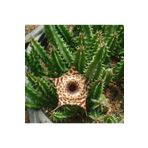 cantropikal Huernia Zebrina Hybrid Leş Kaktüs