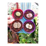 cantropikal Lithops 4 Farklı Yaşayan Taş Seti. 5,5.cm çaplı saksıda - Taş Kaktüs Sukulent Mesemb