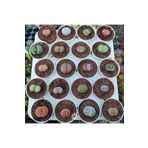 cantropikal Lithops 4 Farklı Yaşayan Taş Seti. Taş Kaktüs Sukulent Mesemb