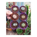 cantropikal Lithops 6 Farklı Yaşayan Taş Seti. 5,5.cm.çaplı saksıda Taş Kaktüs Sukulent Mesemb