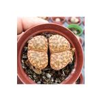 cantropikal Lithops Bromfieldii Var.031a, Taş Kaktüs,sukulent, Mesemb