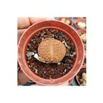cantropikal Lithops Lesliei Var, Taş Kaktüs,sukulent, Mesemb