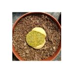 cantropikal Lithops Leslilei C36a Vivid Green Taş Kaktüs Mesemb