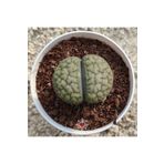 cantropikal Lithops Taş Kaktüs No.28 Mesemb Living Stones Sukulent