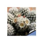 cantropikal Mammillaria Gracilis Arizona Snowcap Çiçek Açan Kaktüs