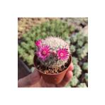 cantropikal Mammillaria Rhodanta Cactus, Pembe Çiçek Açan Kaktüs Sukulent