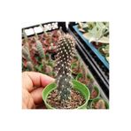 cantropikal Opuntia Fulgida Monstruosa Büyüdükçe Ilginç Şekil Alan Kaktüs