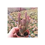 cantropikal Opuntia Microdasys Rufida Minima Tam Güneşte Morlaşan Kaktüs