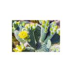 cantropikal Opuntia Microdasys Sarı Çiçek Açan Tavşan Kulağı Sukulent Kaktüs