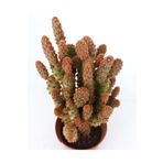 cantropikal Opuntia Microdasys Sarı Dikenli Tavşan Kaktüs, Sukulent