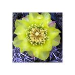 cantropikal Opuntia X Hybrid Nadir Kaktüs Sukulent