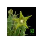 cantropikal Orbea Dummeri Sarı Çiçek Açan Kaktüs Sukulent Stapelia Leş Kaktüs