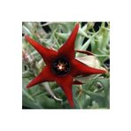 cantropikal Orbea Semitubiflora Kırmızı Yıldız Çiçek Açan Leş Kaktüs Sukulent