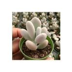 cantropikal Pachyphytum Oviferum, Ay Taşı Moon Stone Tombik Yapraklı Sukulent