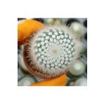cantropikal Parodia Scopa Ssp. Rudibuenekeri, Büyük Sarı Çiçek Açan Kaktüs