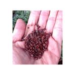 cantropikal Pomza Taşı - Dekoratif kahverengi Mineralli Taş - 0-5 mm. - 5 litre