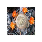 cantropikal Rebutia Sp. Bol Yavru Veren Çiçek Açan Sukulent Kaktüs