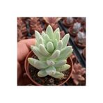 cantropikal Sedeveria Harry Butterfield, ( Sedum X Echeveria ) Sukulent