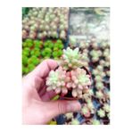 cantropikal Sedum Rubrotinctum Cv Aurora, Sukulent